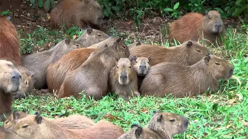 ¿Qué tan bien conoces al Capibara?