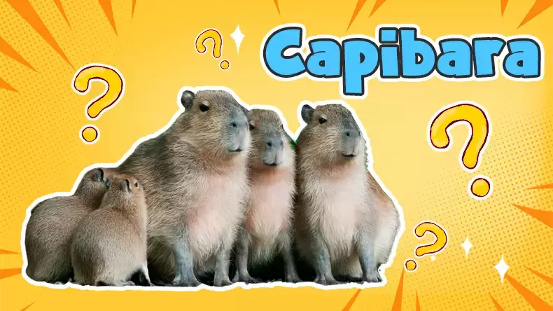 Test: ¿Qué tan bien conoces al Capibara?