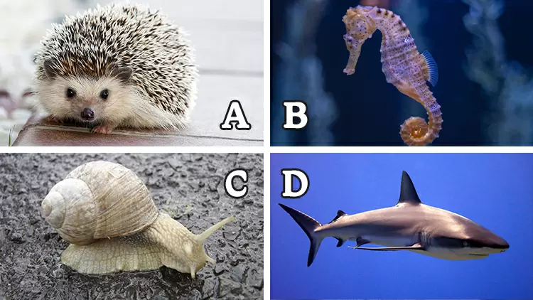 (       ) es el animal con más dientes del mundo, y sus dientes pueden alcanzar fácilmente más de 10.000.