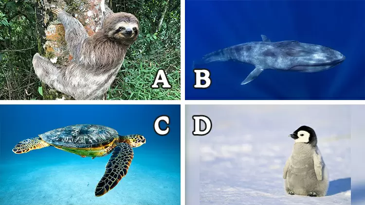 (       ) es el animal con el latido más lento del mundo. Sus latidos pueden llegar a ser tan bajos como 2 latidos por minuto, porque necesitan reducir al máximo el consumo de energía de su cuerpo.