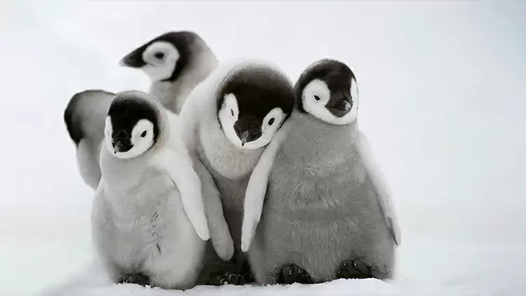 En el Ártico, si un pingüino macho encuentra a una pingüina hembra que le gusta, encontrará unos (       ) muy bonitos para dárselos a la otra parte como regalo de pedida.