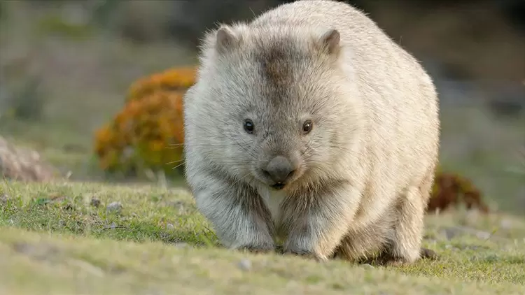 Las heces de los wombats son (       ). Son animales nocturnos y pueden excretar entre 80 y 100 heces cada noche.