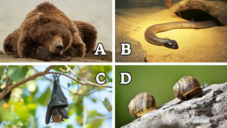 (       ) es en realidad uno de los animales del reino animal que tiene un tiempo de sueño muy largo. Si el ambiente externo no es adecuado para su supervivencia, puede llegar a dormir hasta tres años.