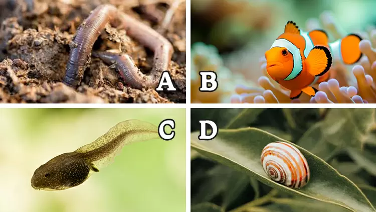¿Cuál de los siguientes animales no es hermafrodita? (El hermafroditismo se refiere al fenómeno de tener órganos reproductores tanto femeninos como masculinos en un organismo. Estos órganos reproductores pueden ser completos, capaces de producir óvulos y espermatozoides, o incompletos con diversos grados de desarrollo).