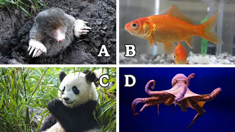 ¿Cuál de los siguientes animales no es miope?
