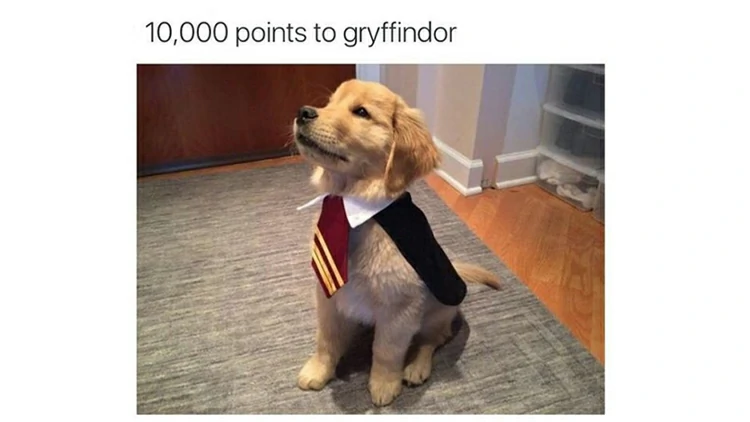 Parece que el mundo mágico de Harry Potter aún guarda muchos misterios por descubrir para ti.