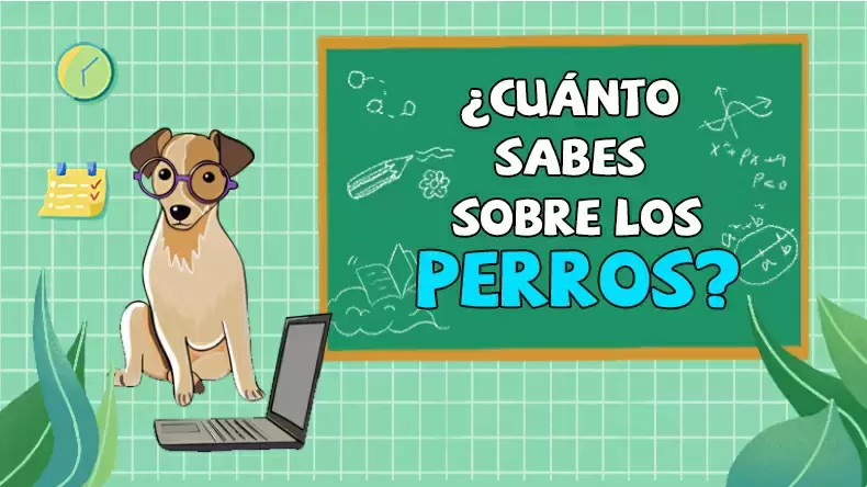 Test: ¿Cuánto sabe sobre perros?
