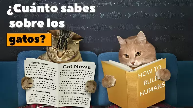 Test: ¿Cuánto sabe sobre gatos?