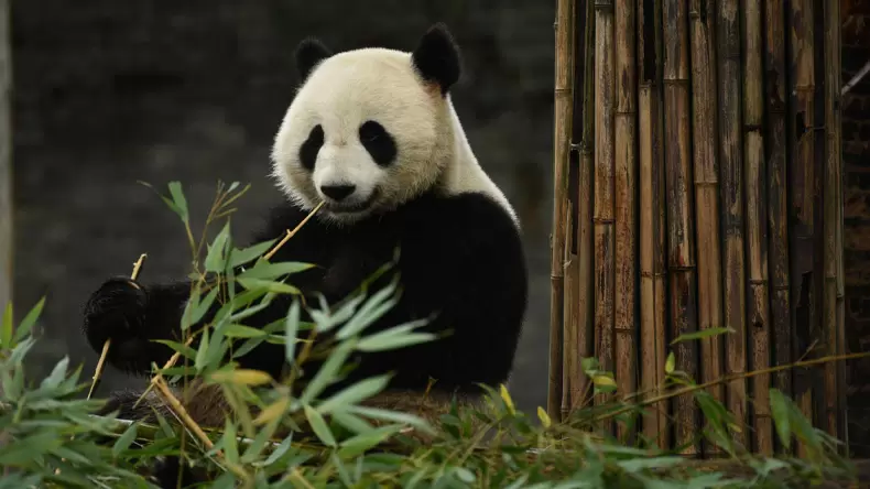 ¿Cuánto sabes sobre los pandas