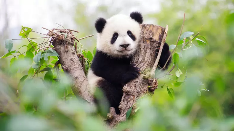 ¿Cuánto sabes sobre los pandas