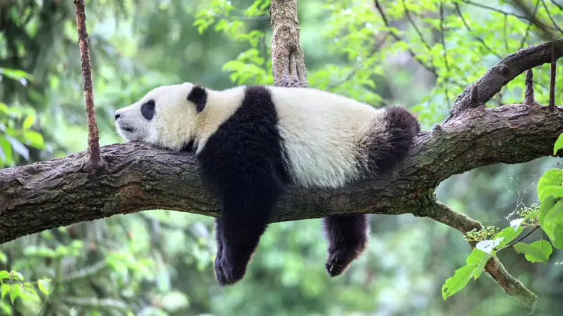 ¿Cuánto sabes sobre los pandas