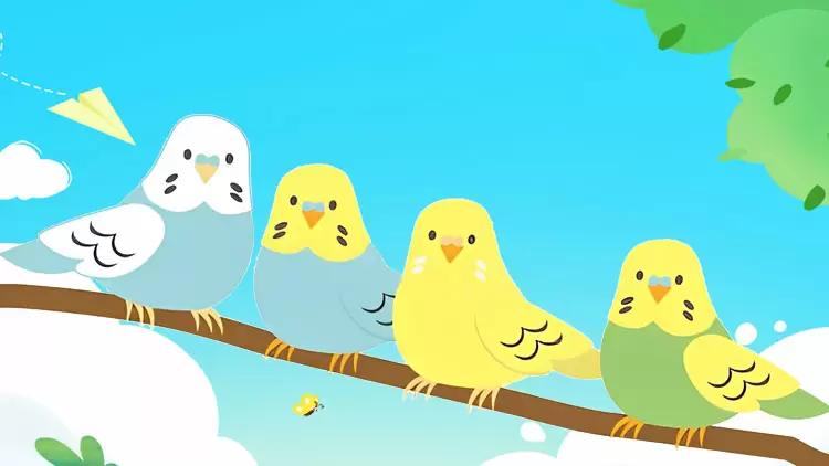 ¡Los pájaros son su mascota perfecta!