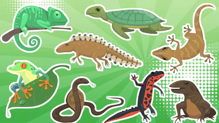 ¡Los reptiles son su mascota perfecta!