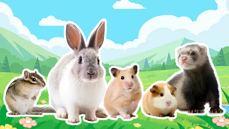 ¡Los pequeños mamíferos son su mascota perfecta!