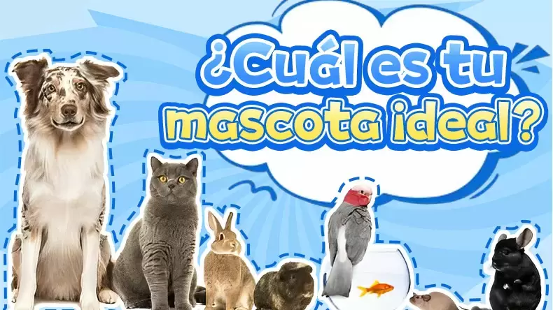 Test: ¿Cuál es tu mascota perfecta?