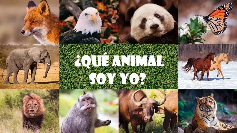¿Qué animal soy? Test de personalidad