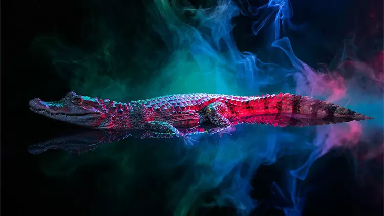 ¡Tu animal espiritual es el caimán!