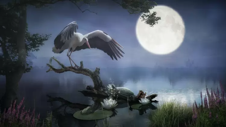  ¡Tu animal espiritual es la grulla!