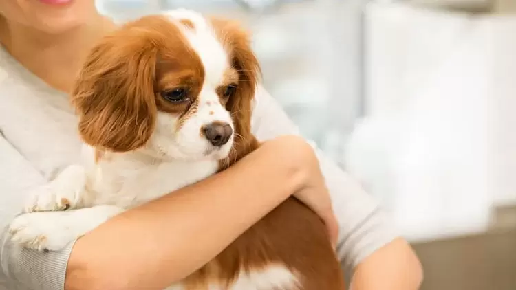 Puede que los animales no confíen necesariamente en ti. 