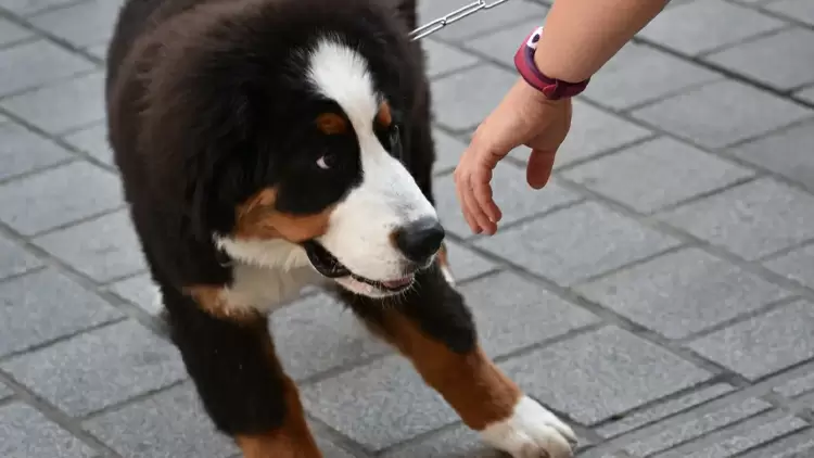 Los animales no se sienten seguros a tu alrededor. 
