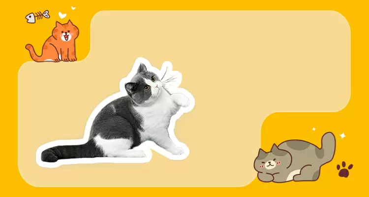 Gato de pelo corto británico