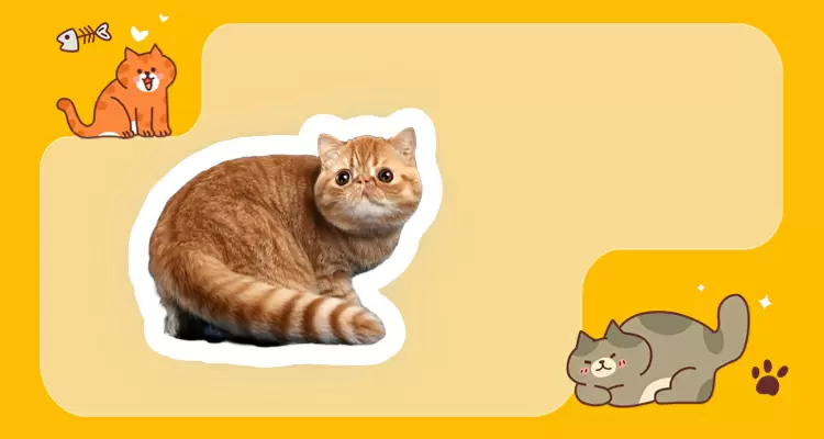 Exótico de pelo corto