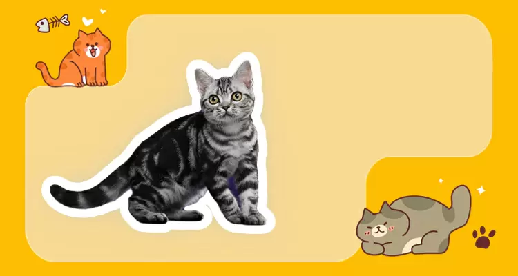 American de pelo corto