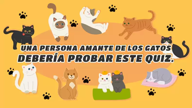 Test: ¿Qué tipo de gato eres?